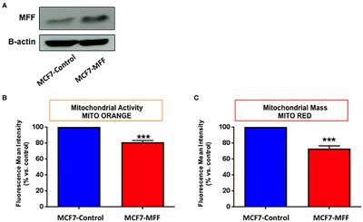 Mitochondrial Fission Factor (MFF) Inhibits Mitochondrial Metabolism and Reduces Breast Cancer Stem Cell (CSC) Activity